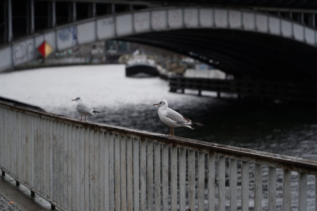 Two seagulls on a bridge railing along the Spree River