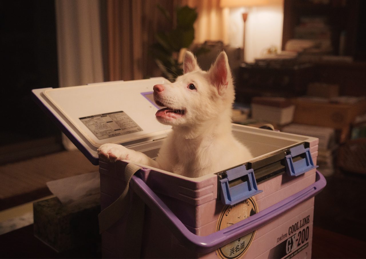 A cute white puppy sitting inside a pastel cooler, looking happily out with a cozy indoor background.
